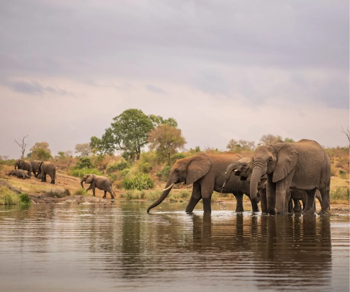 Kruger National Park 2