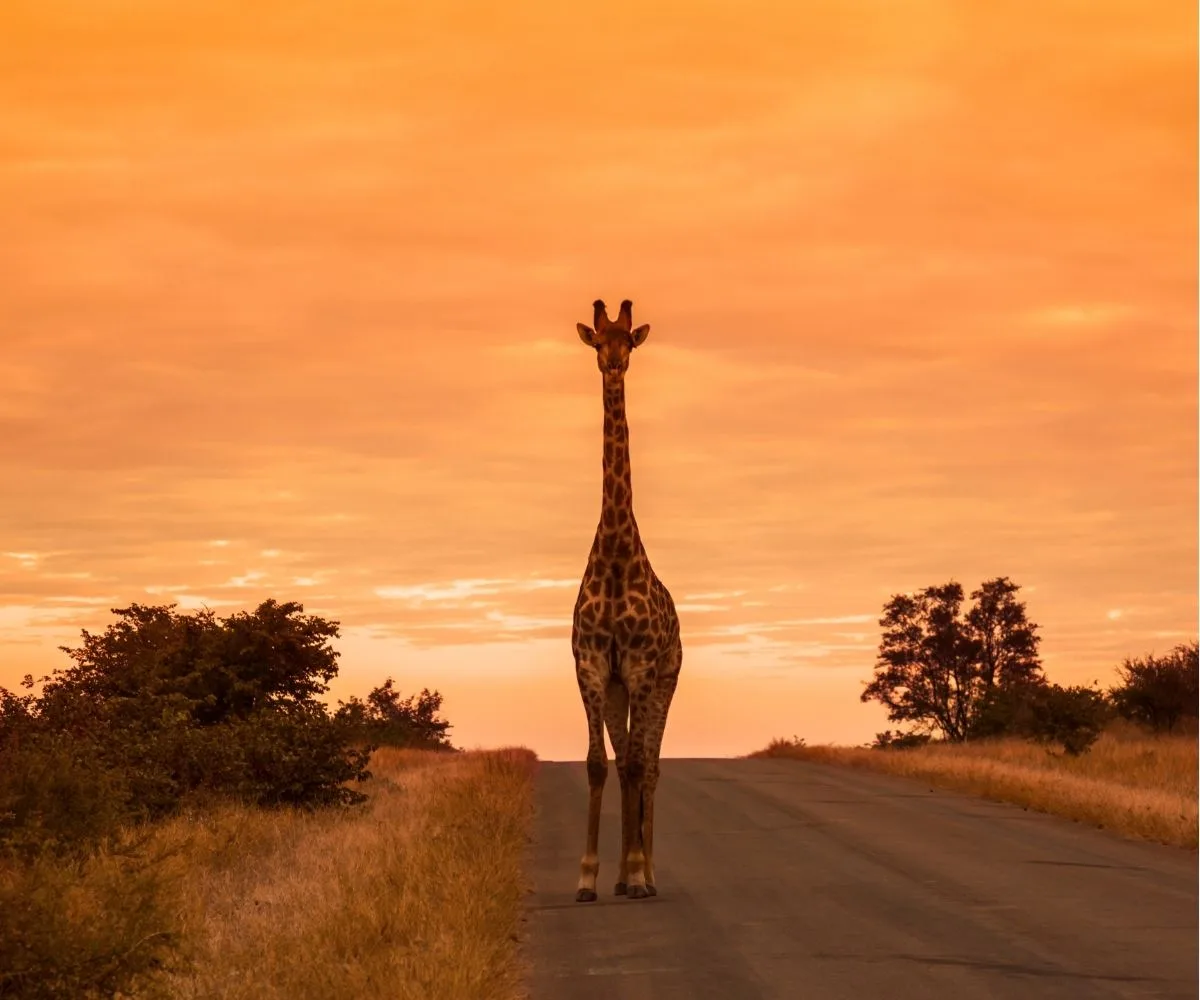 Kruger National Park 3