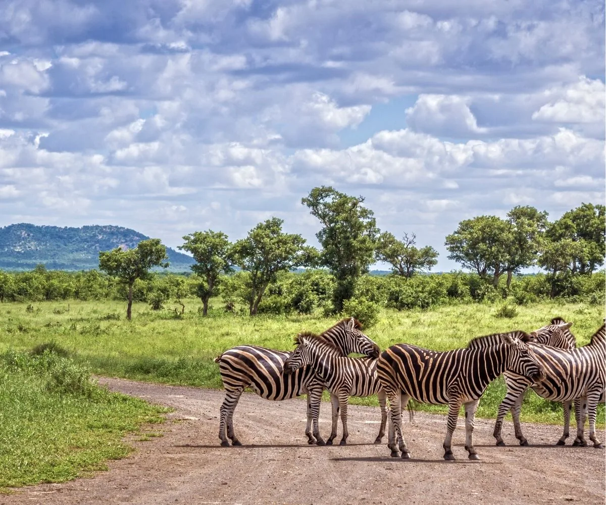 Kruger National Park 4