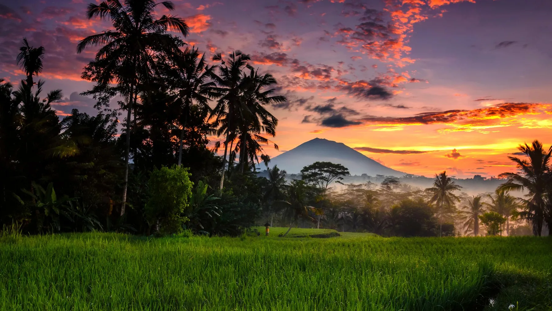 Banner Ubud 5