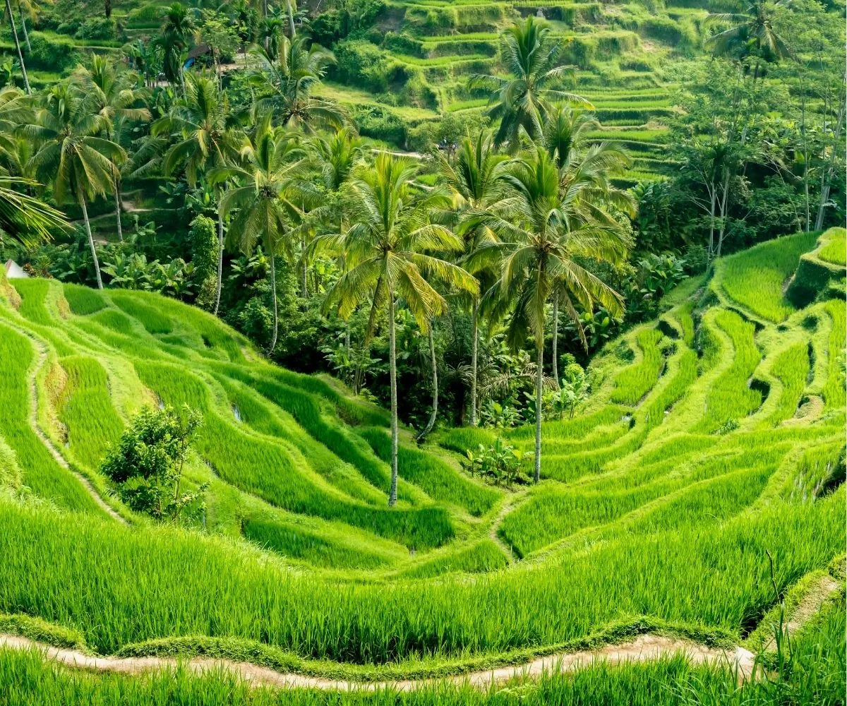 Surya Kembar Villas - Ubud 1