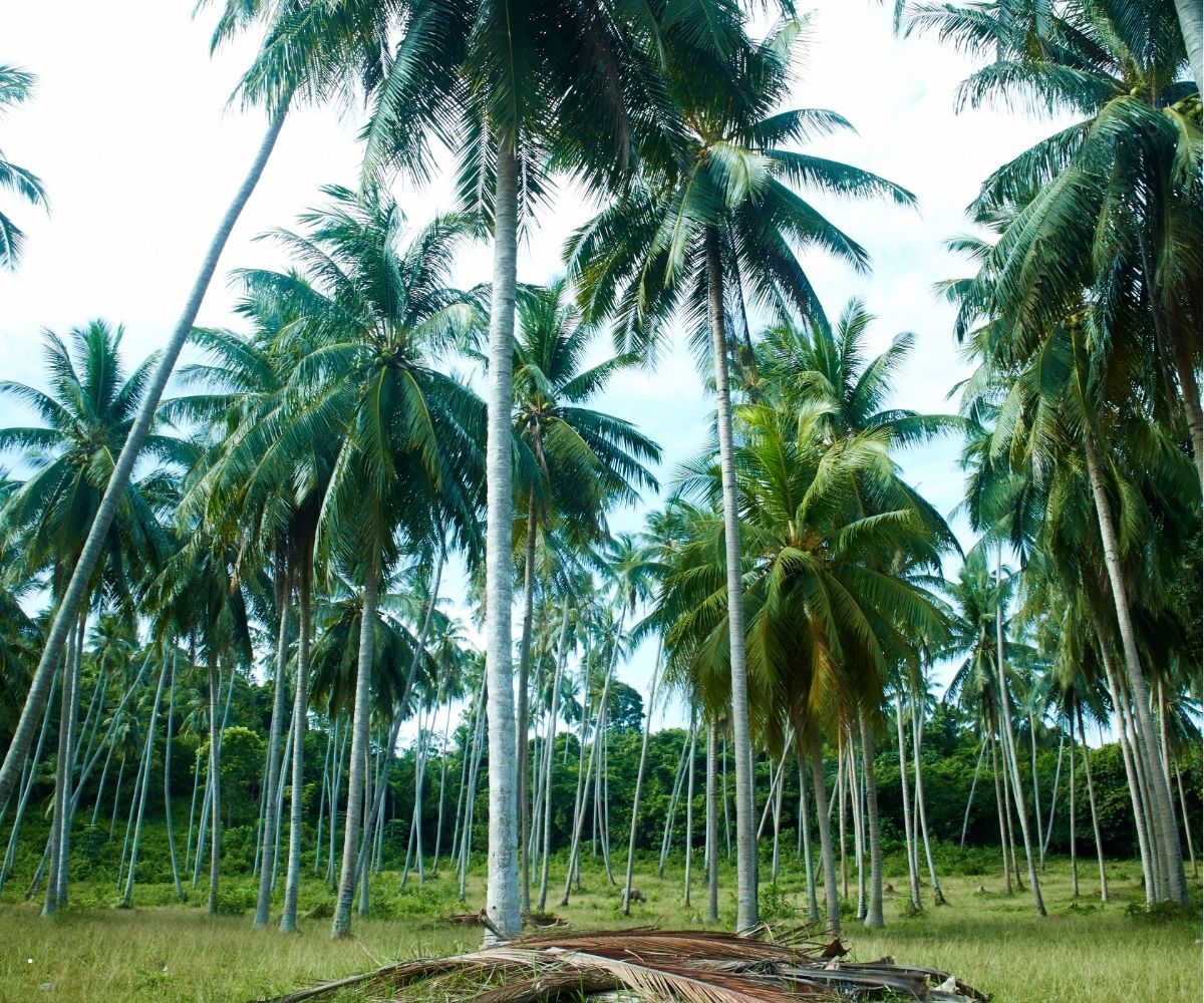 Adarin Beach Resort